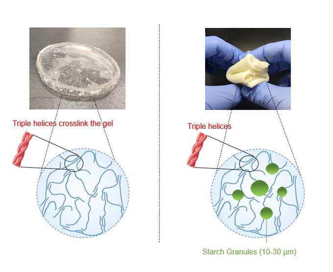 two images side by side, one shows how gelatin is made up of thread like polymers, the second shows how the polymers and embedded starch interact