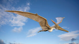 a green, birdlike winged lizard soars through a blue sky