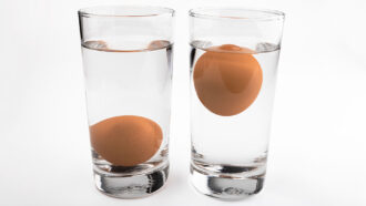 two glasses of water with an egg in each one, the egg on the left sunk to the bottom of the glass, the egg on the right is floating near the top of the water in the glass