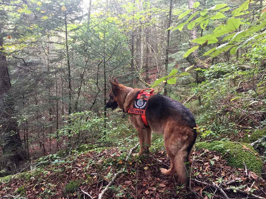 A brown and black dog wearing a red vest standing in a forest