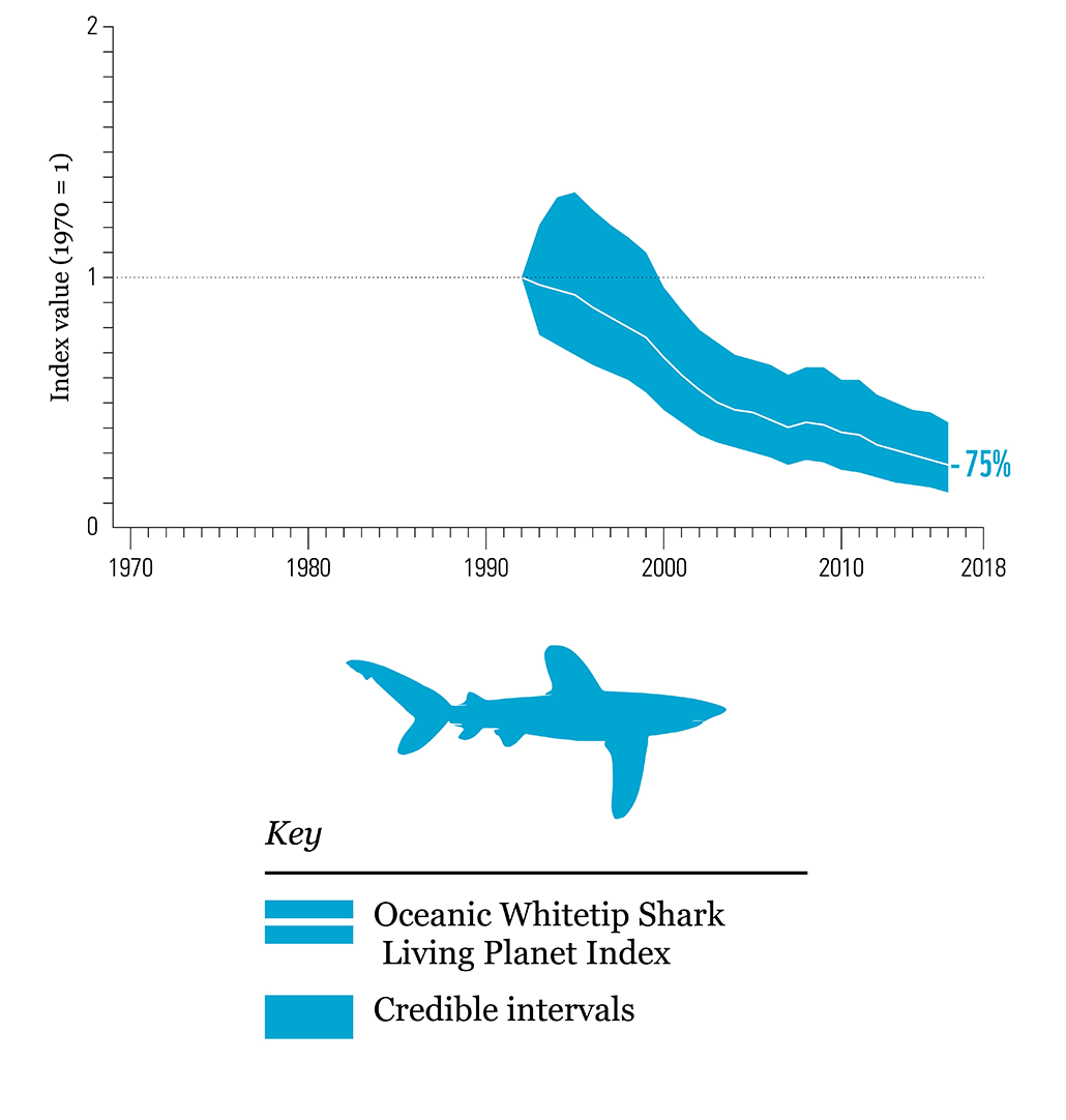 a graph showing the decline of the oceanic whitetip shark