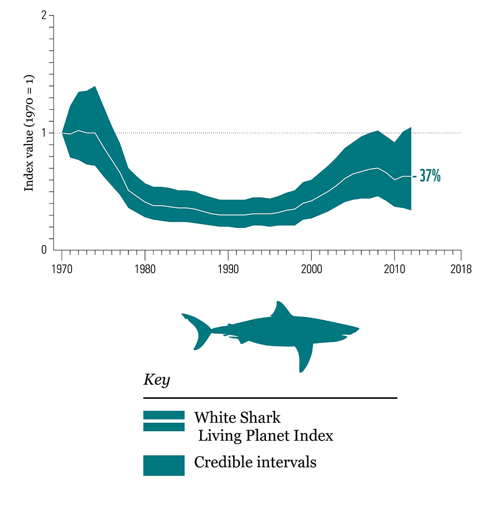 a graph showing the decline and slight recovery of the white shark population