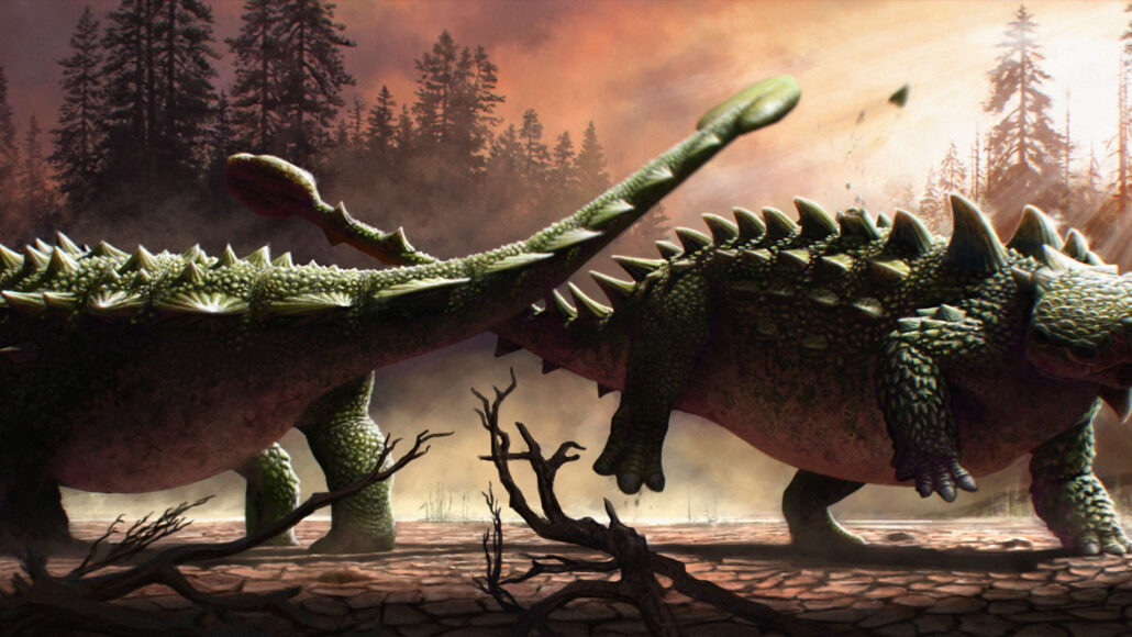 Armored dinos may have used tail clubs to bash each other