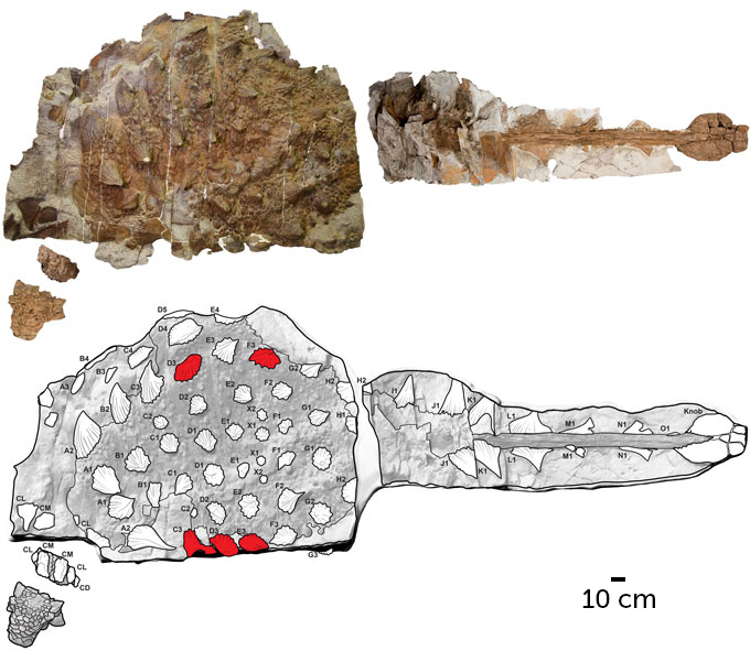 A fossil of the armored dinosaur Zuul crurivastator and a diagram revealing injured and broken spines on the top and bottom of the fossil