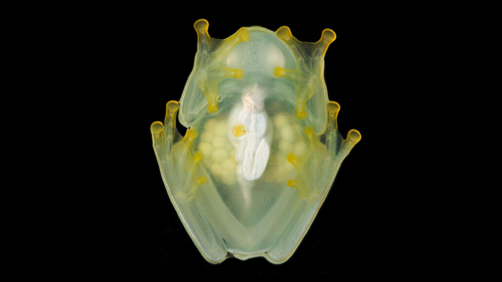 This sleeping female glass frog tucks away most of her red blood cells while she sleeps. Her eggs are visible within her transparent ovaries.