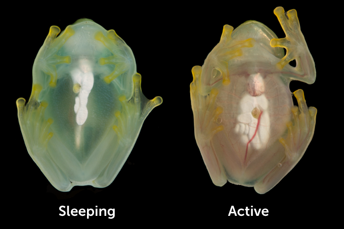 A photo on the left showing a sleeping female glass frog with most of her red blood cells tucked into her liver. While the photo on the right shows the frog while awake with blood circulating and less transparent.