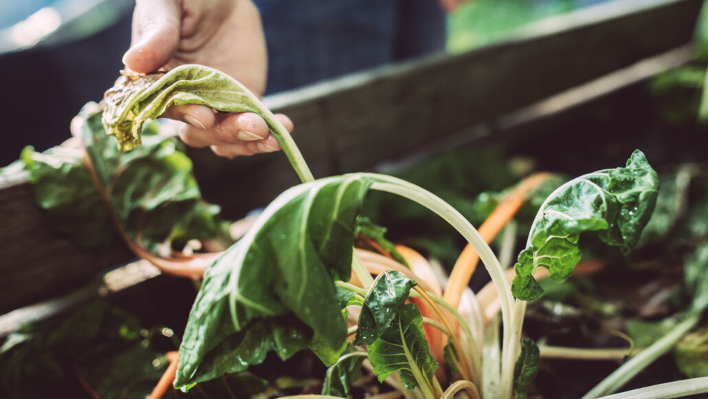 a hand reaches for the wilted, brown leaves of a thirsty plant