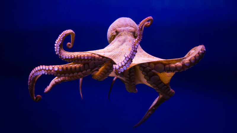 a pink octopus drifts with its arms spread in dark blue water