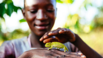 A woman holds a chameleon on the back of one hand and reaches to pet it with the other
