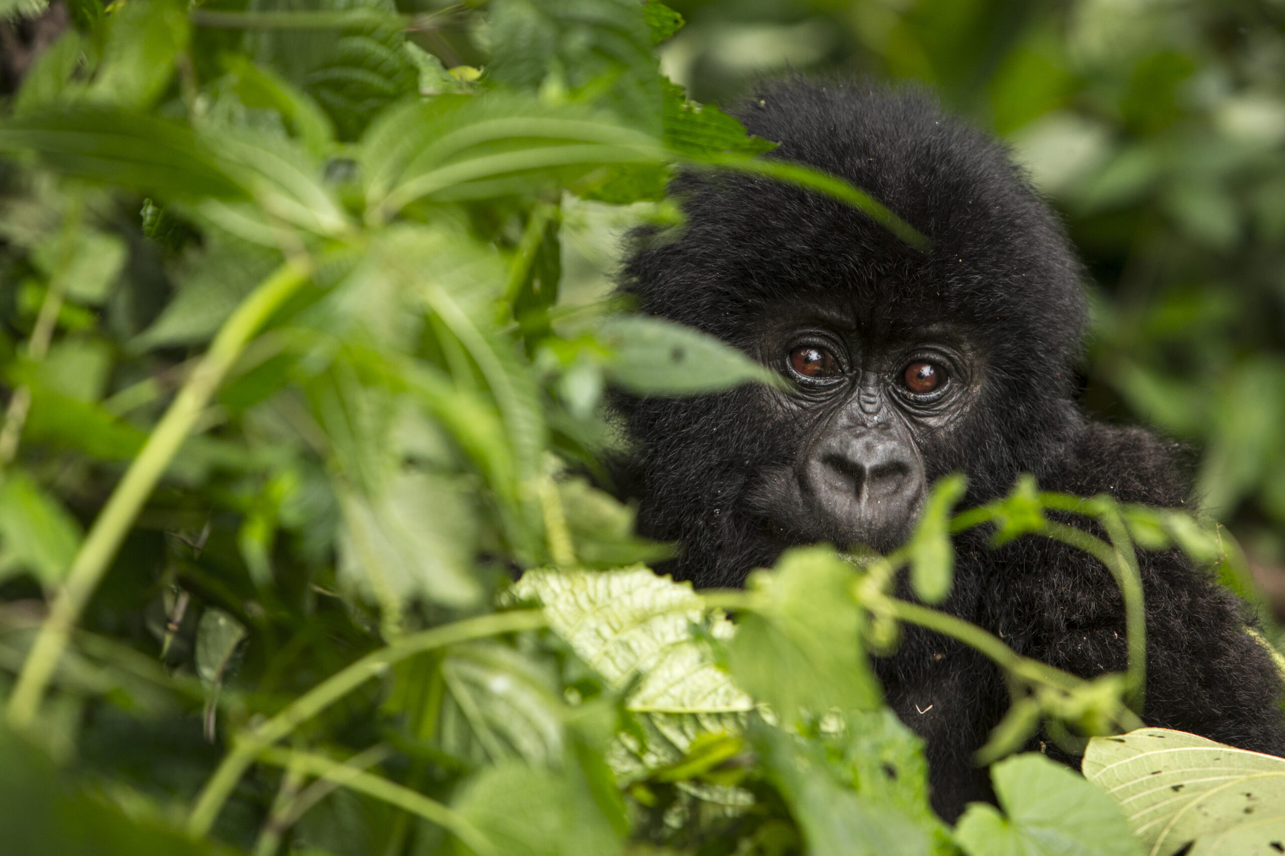a young gorilla with black fur and reddish brown eyes peeks out from behind green leaves