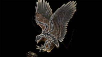Illustration of a Cratonavis bird from 120 million years ago as it catches prey. We see into the bird's wings as if it were an x-ray.