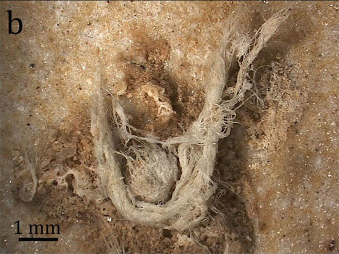 a close-up view of twisted fibers comprising an ancient cord fragment