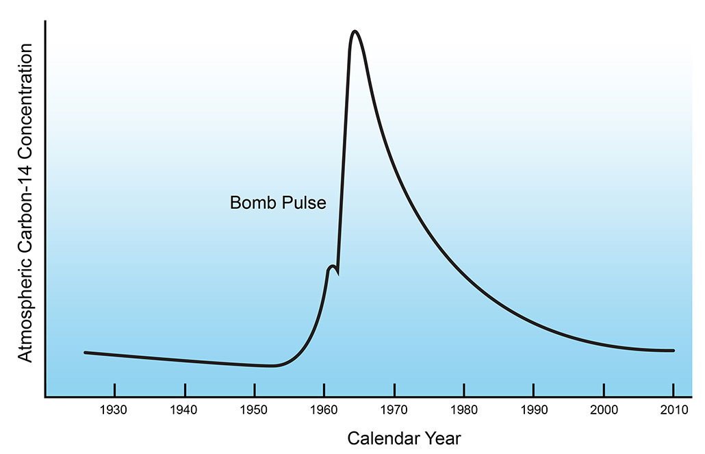 a graph showing how Earth's Carbon-14 levels have changed since 1960 (when there were nuclear weapon tests)