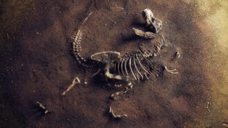 a photo of a partially buried fossil of a Tyrannosaurus Rex