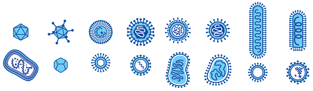 an illustration of many different virus shapes, some spherical, some polyhedral, some long and rounded