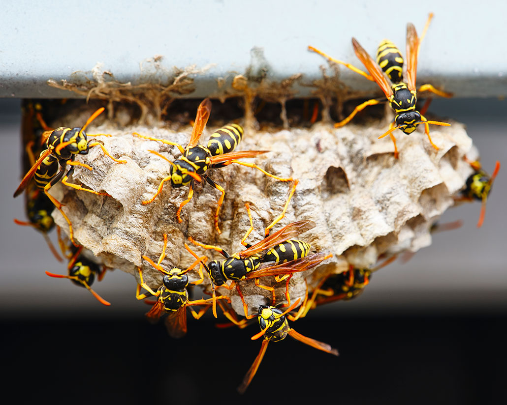 a wasp nest