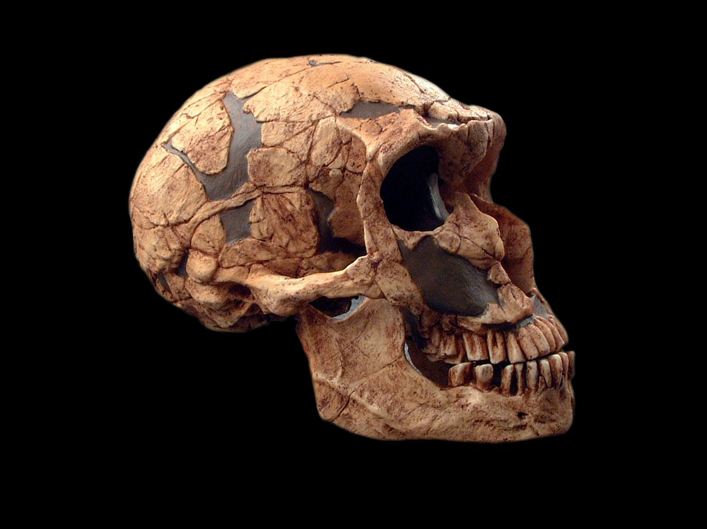 a computer graphic reconstruction of a Neandertal skull