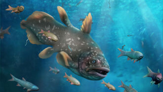 An illustration of a large, predatory fish known as coelacanths and eel-like conodonts swimming in the ocean.