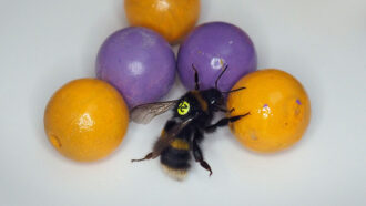 a bumblebee with a number glued to it's back is playing with purple and yellow painted wooden balls