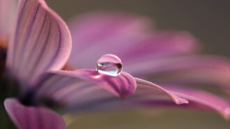 a macro photo of a perfectly clear drop of water on a purple flower petal. The out-of-focus flower fills the background.