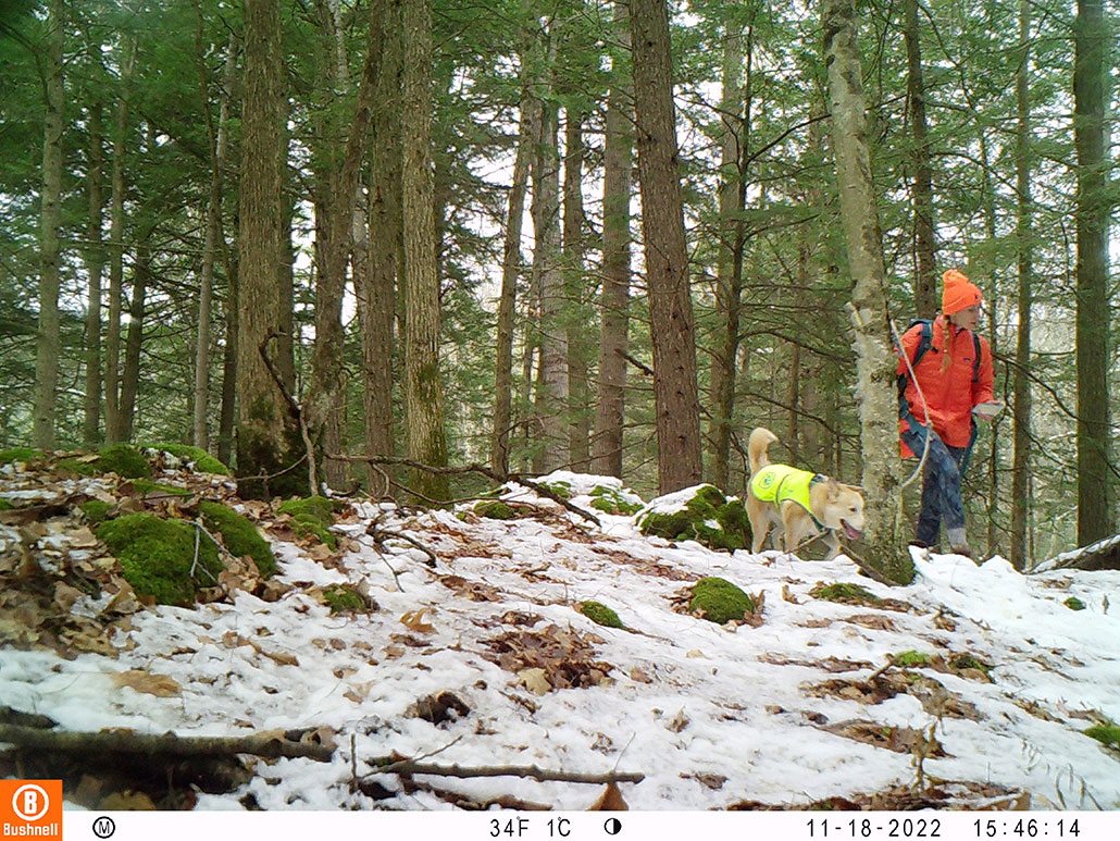 a photo of Alexis Mychajliw, hiking through a bit of snowy forest, as captured by her camera trap