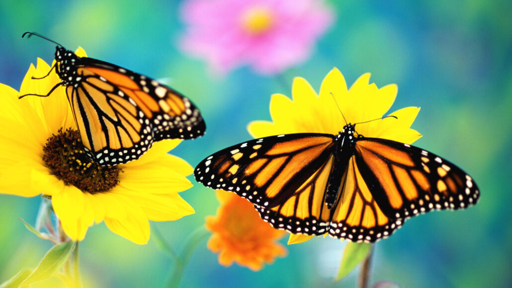 two orange and black butterflies perch atop yellow flowers