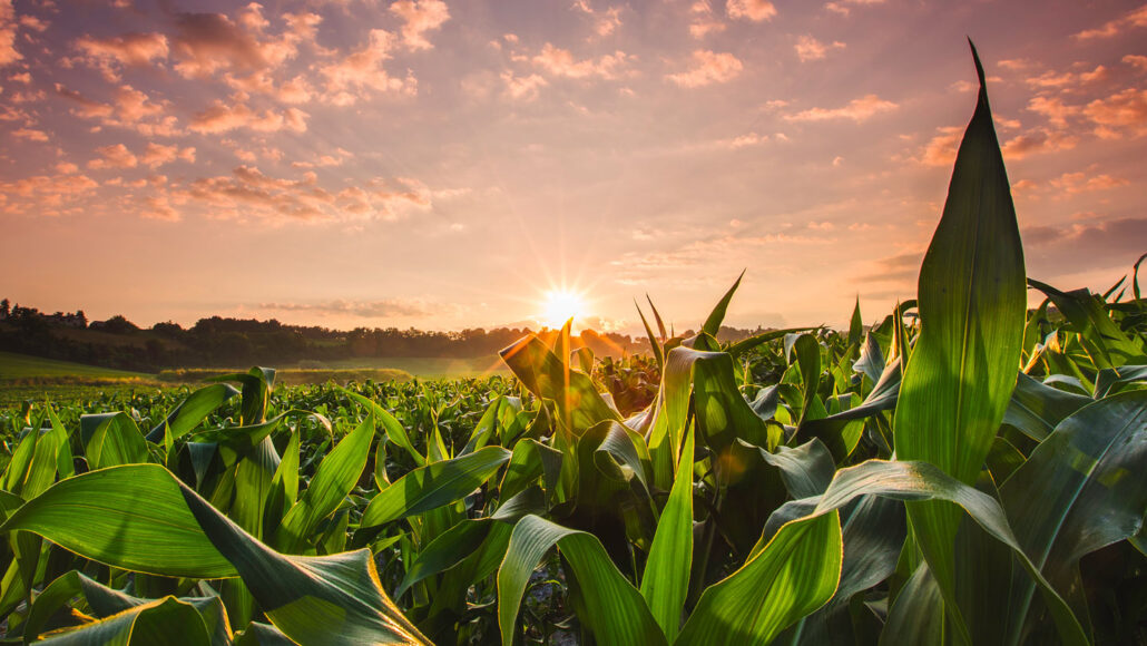 the sun sets over a field of corn