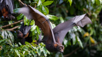 a black bat spreads its wings to take off from the foliage of a tree