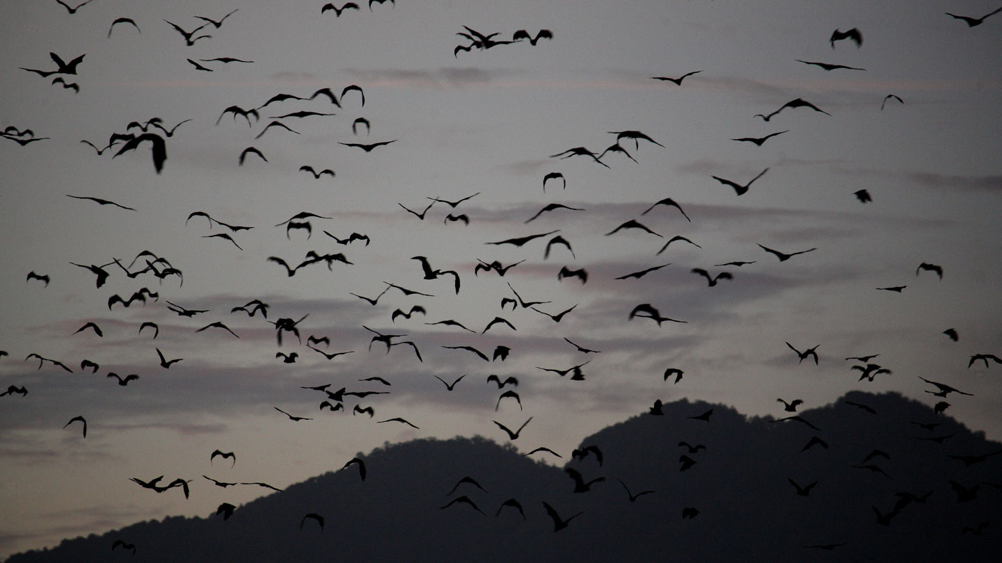 the silhouettes of dozens of bats stand out against a gray sky as the bats fly in a huge swarm