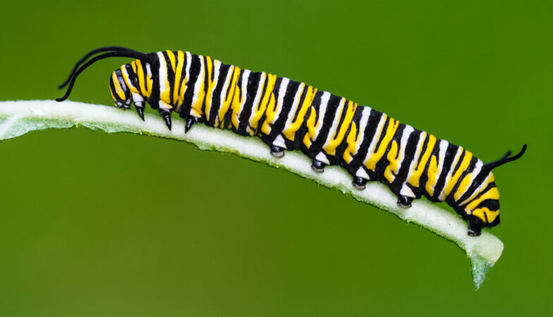 a yellow and black striped caterpillar sits atop a plant stem