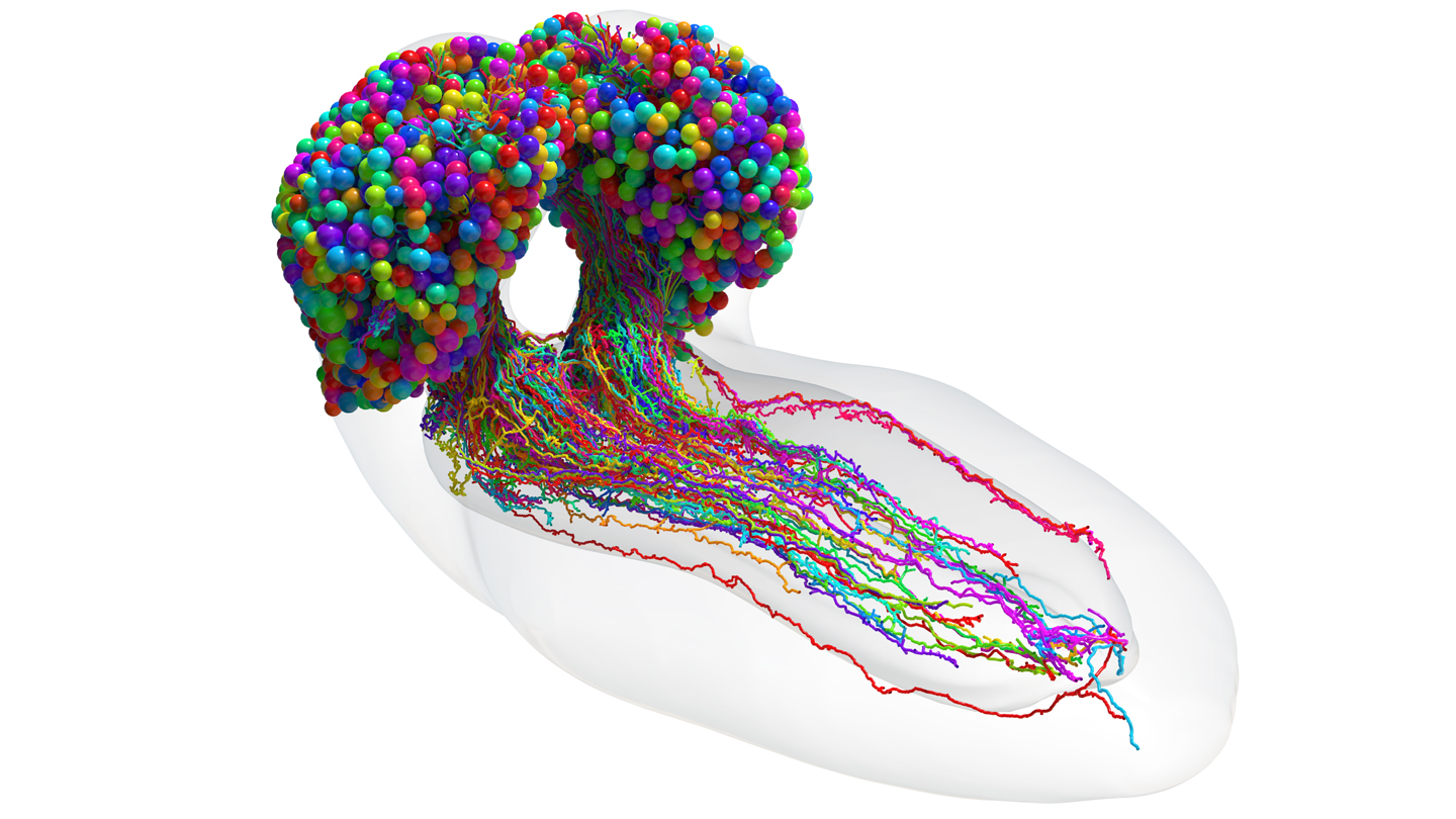 A Lab Just 3D-Printed a Neural Network of Living Brain Cells