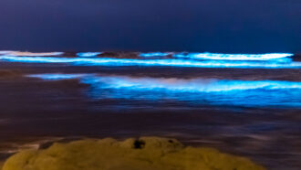 a nightime view of an ocean, the waves coming into shore are agitating algae and creating a blue glow in the water