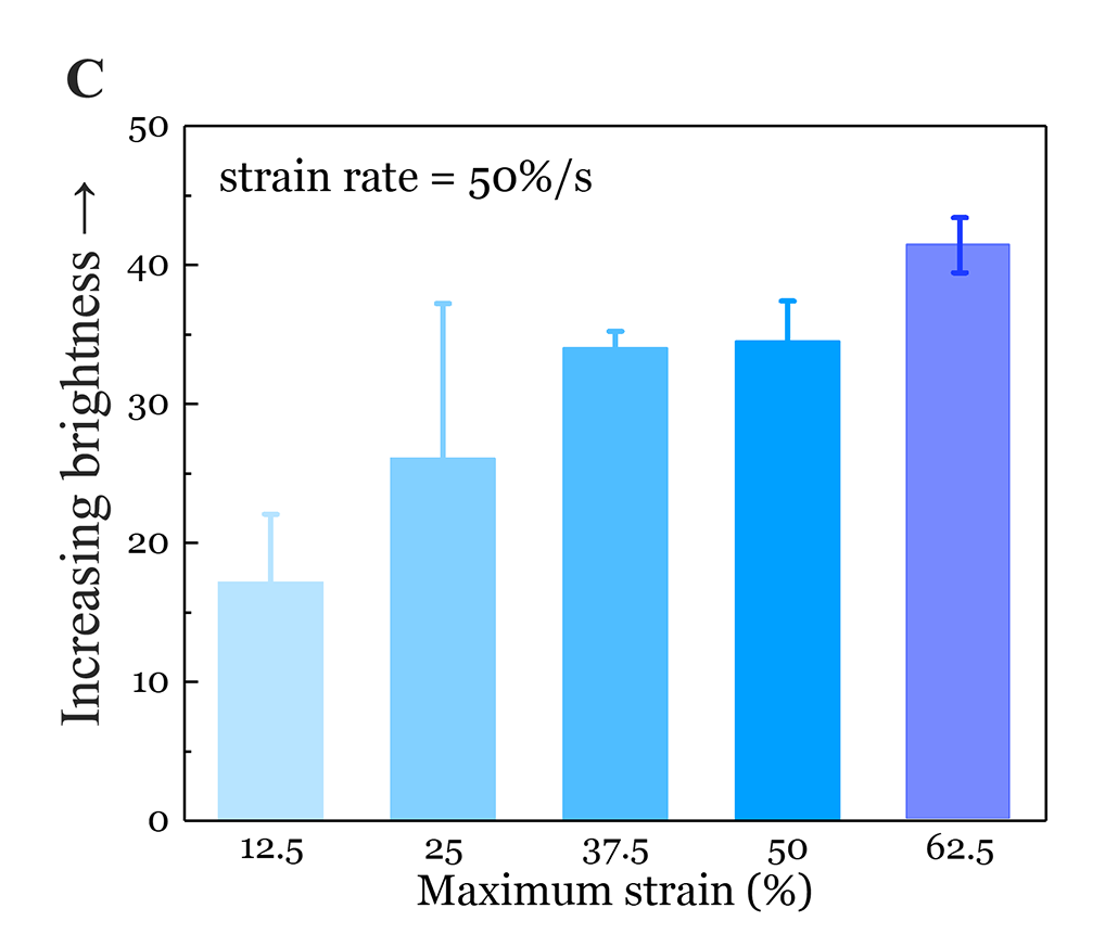 Graph C shows how the brightness level of the algae changed based on how far the device was stretched