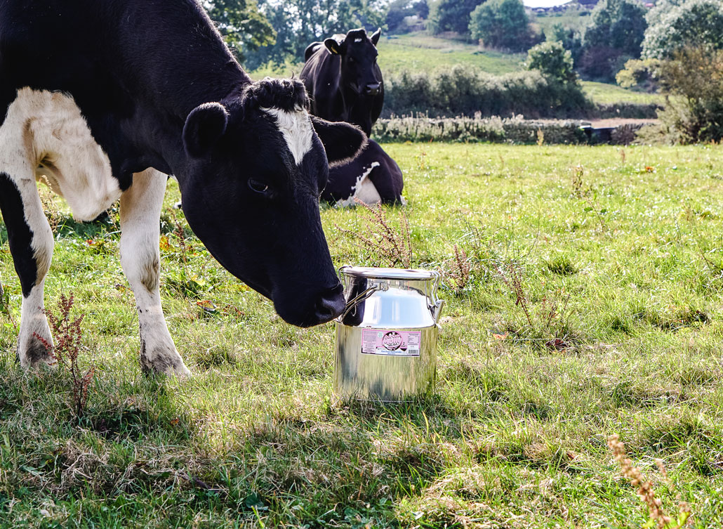 a photo of a sunny, grassy pasture. A black and white cow is in the foreground sniffing a metal milk jug. Another cow is behind her.