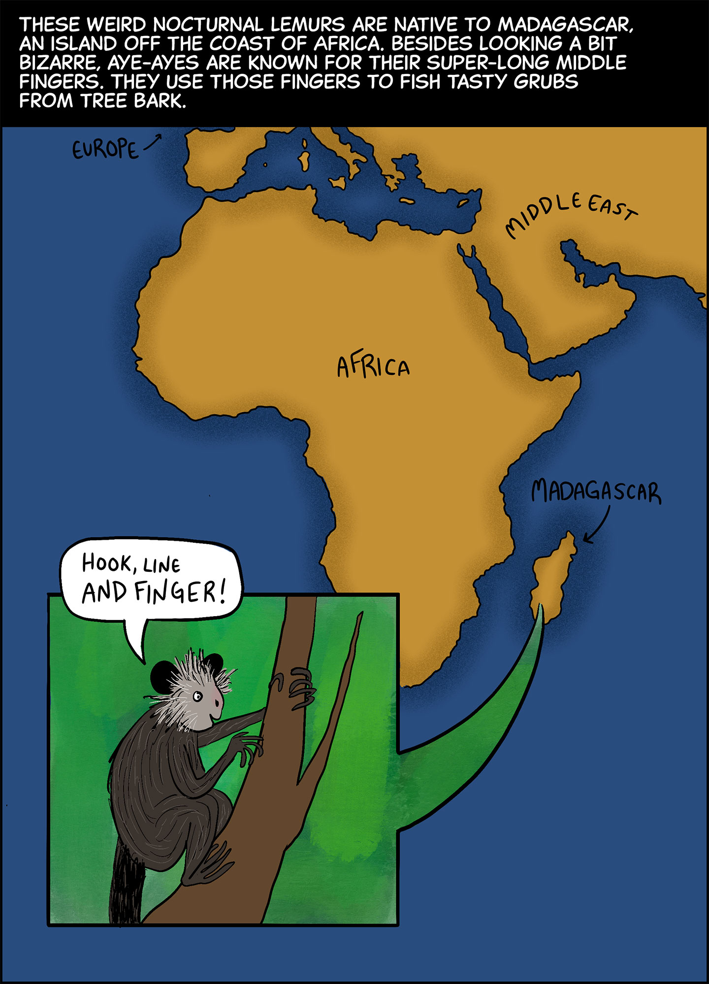 Panel 3. Text (above image): These weird nocturnal lemurs are native to Madagascar, an island off the coast of Africa. Besides looking a bit bizarre, aye-ayes are known for their super-long middle fingers. They use those fingers to fish tasty grubs from tree bark. Image: A map shows Africa, Europe and the Middle East, with the island of Madagascar just off the eastern coast of Africa. An inset pointing to Madagascar shows an aye-aye in a tree saying, “Hook, line and finger!” 