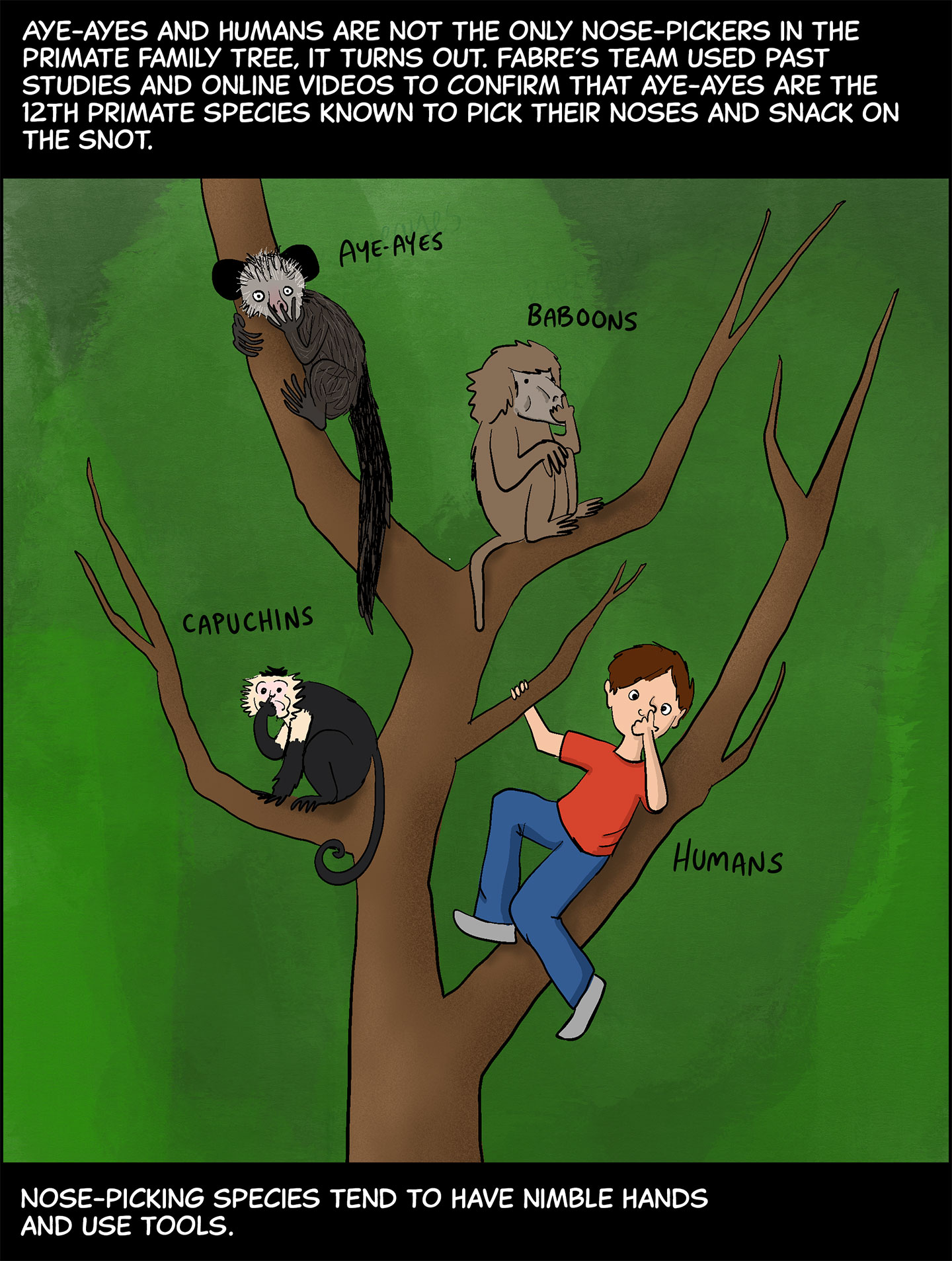 Panel 6. Text (above image): Aye-ayes and humans are not the only nose-pickers in the primate family tree, it turns out. Fabre’s team used past studies and online videos to confirm that aye-ayes are the 12th primate species known to pick their noses and snack on the snot. Image: An aye-aye, a baboon, a capuchin monkey and a white boy wearing a red shirt and jeans all sit on different branches of a tree, all picking their noses. Text (below image): Nose-picking species tend to have nimble hands and use tools. 