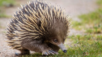 a spine-covered echidna walking on the ground