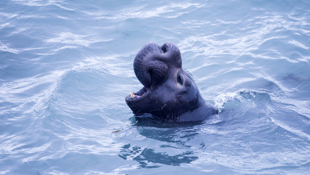 Northern elephant seals snooze only two hours a day at sea