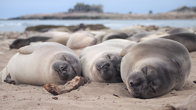 A photo of three northern elephant seals sleeping on a sandy beach while many other seals sleep behind them.