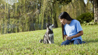 an Asian-American girl is sitting in a field with a Husky puppy. She is talking to the puppy and the puppy is watching her.
