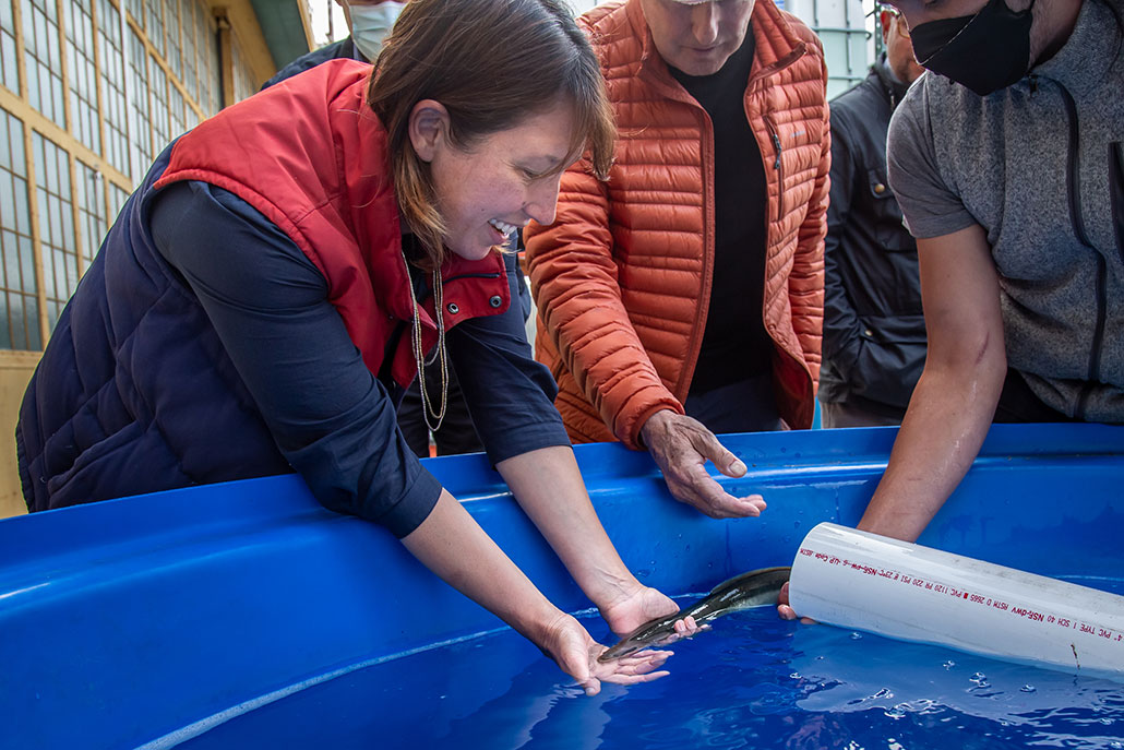 A white woman is smiling and bending over the edge of a blue container full of water. Her hands cup an eel swimmming out of a pvc tube into the container.