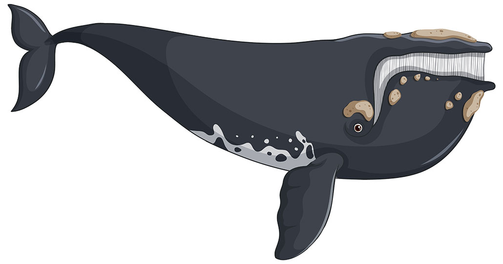 an illustration of a right whale