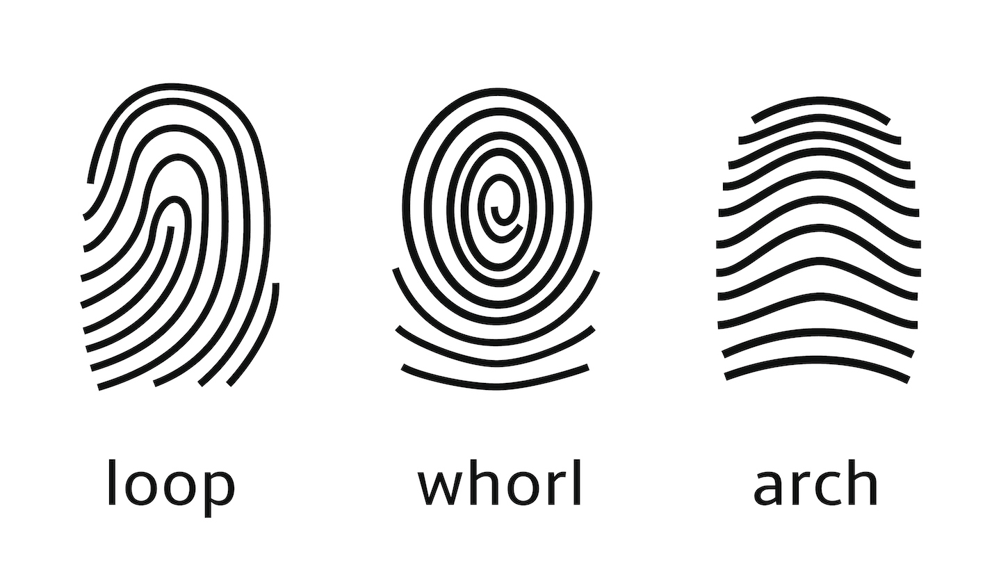 three black-and-white fingerprint patterns are shown in a row: the left is a loop, with lines forming a sharp, curved bump; the center is a whorl, where the lines are swirled around each other in a spiral; the right is an arch, where the lines form a central, shallow bump