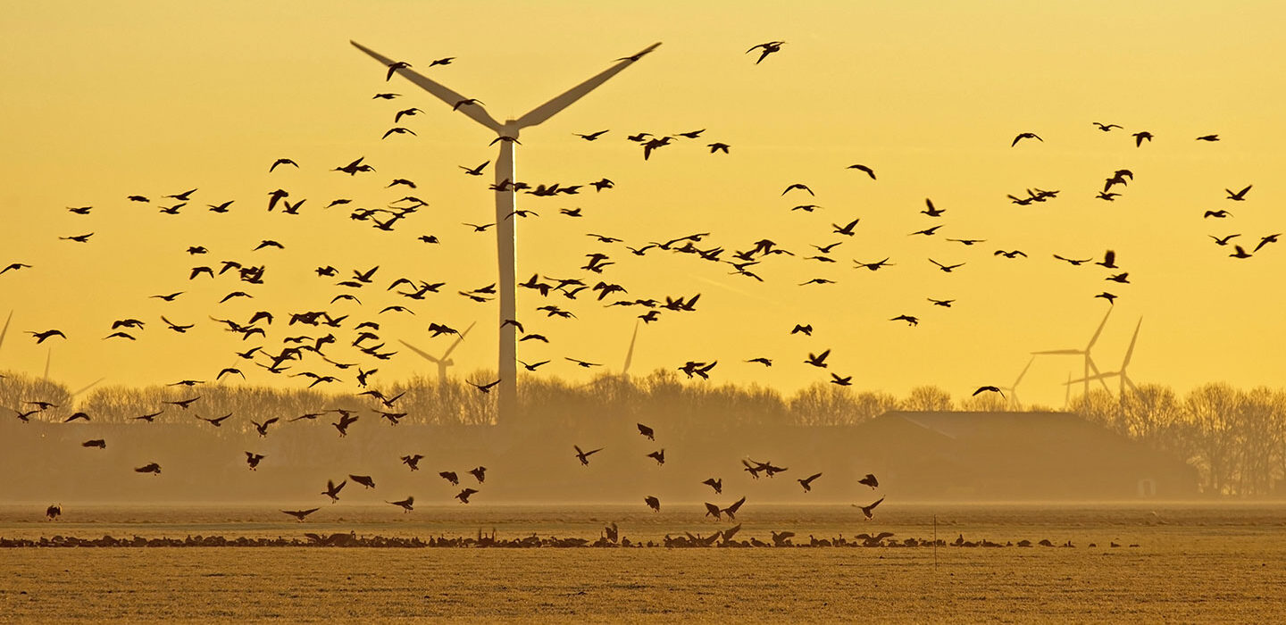 a photo of wind turbines and birds rising into the air