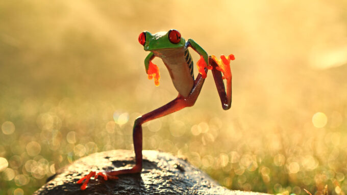 an orange and green frog stands on a rock with one back leg, the other back leg in the air