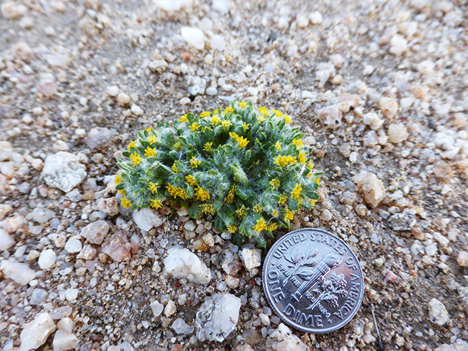 a photo of a teeny tiny plant growing in very sandy soil. It is similar in appearance to some fuzzy succulents or cacti with lots of small, long, plump green projectios capped with tiny yellow flowers. A dime is next to the plant, for scale, and the plant is only a little larger than the dime in circumference.