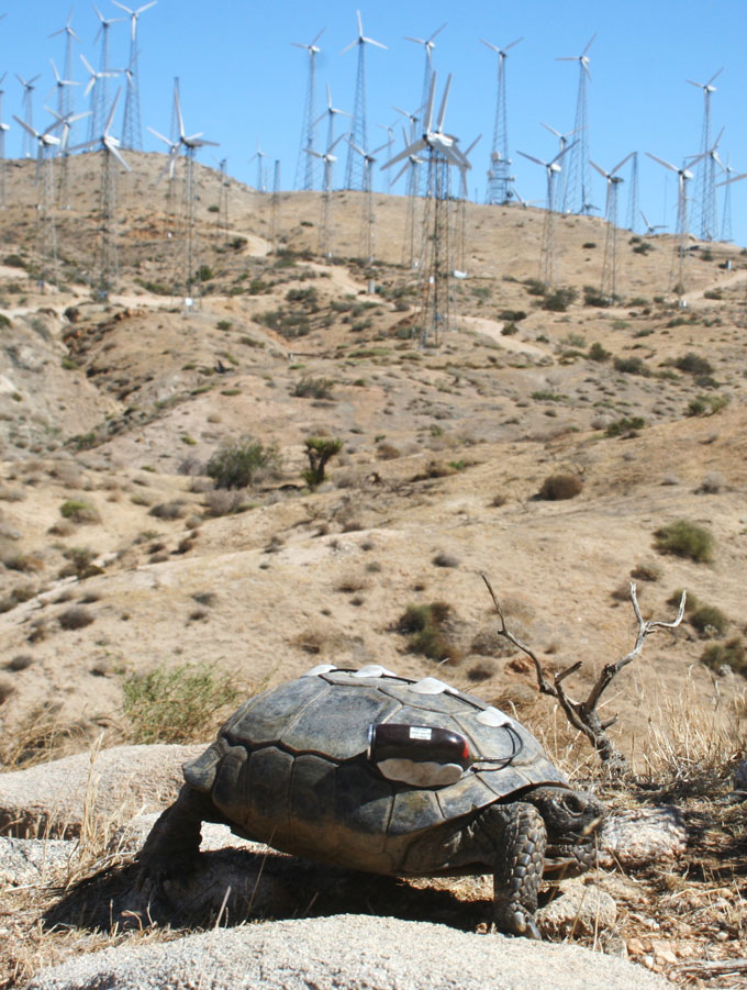 a desert tortoise with a tracking apparatus taped to its shell is walking in front of a forest of wind turbines