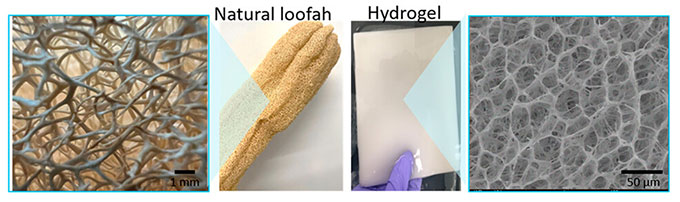 A series of four images. A microscopic image of the loofah's cell structure, a photo of a natural loofah, a photo of a hydrogel, and a microscopic image showing the structure of the hydrogel (very similar to the loofah's structure). on the left,