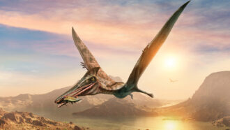 An illustration of a pterosaur flying over rocky terrain with mountains, a body of water and the sun in the background.