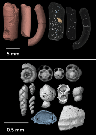 Science: evidence is intelligence - Jet-Size Pterosaurs Took Off